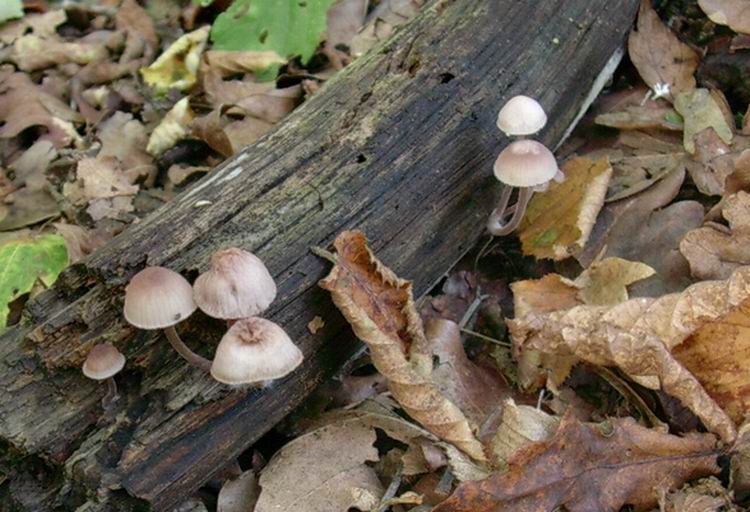 820 Ottobre vecchio ritrovamento